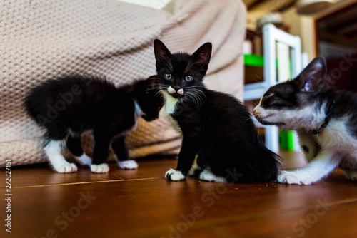 Having pet kittens requires a responsibility to take care of them properly.