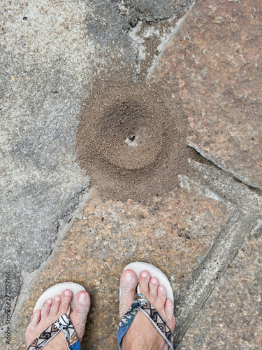 Ants on the sidewalk, with ants circling the entrance, offers danger of being stung. photo