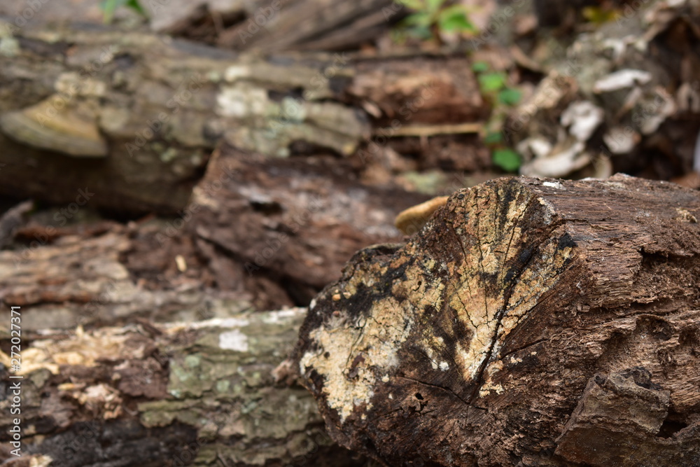 Tree stumps and firewood.