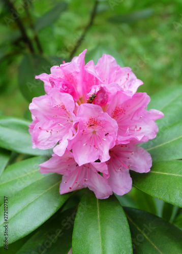 Ornamental shrub Rhododendron large-leaved - Rh. macrophyllum, blooming pink flowers in the garden in spring, macro photography.