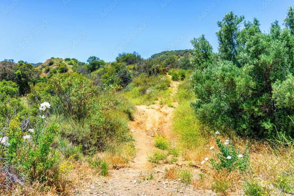 hiking trails with trees on the hill in mountains