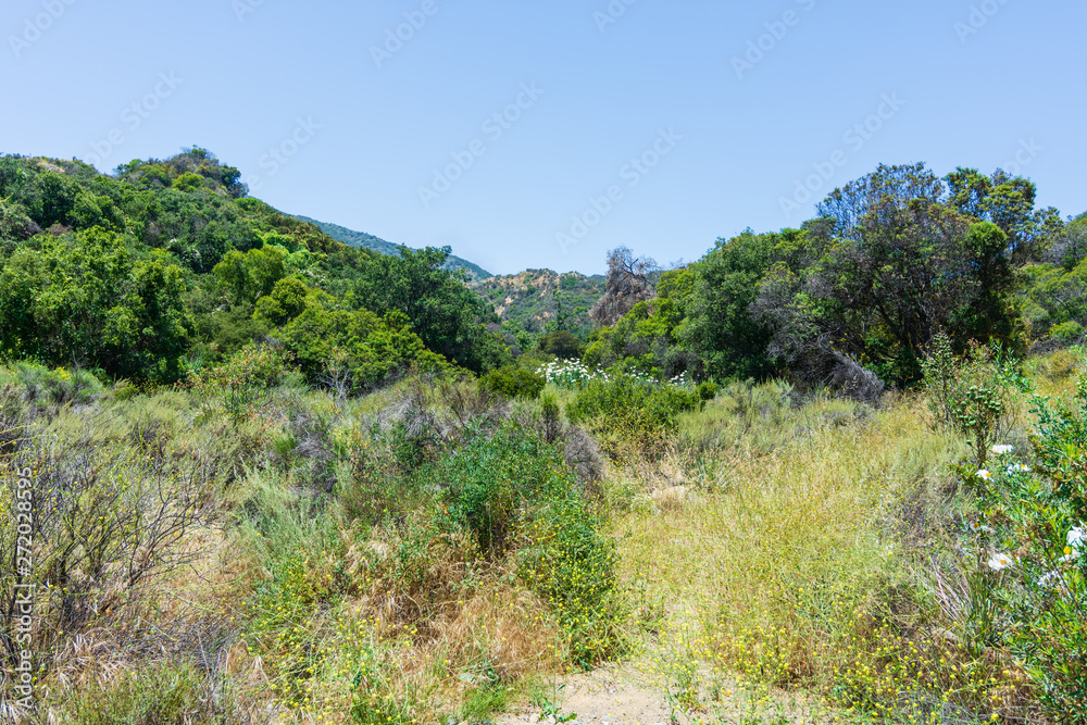 dense trees and bushes landscape in the mountains