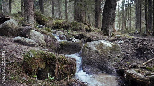 Forest mountain stream. Coniferous forest in the mountains. Dolina Kezmarskiej Bielej vody, Tatra mountains photo