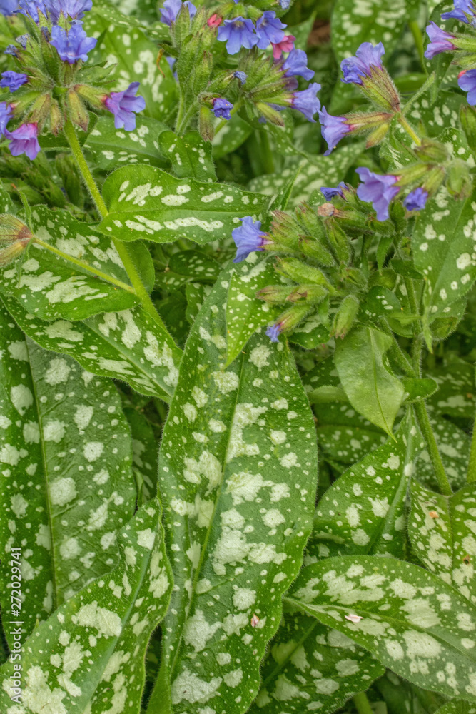 Fotografie Lungwort Leaves and Blossoms