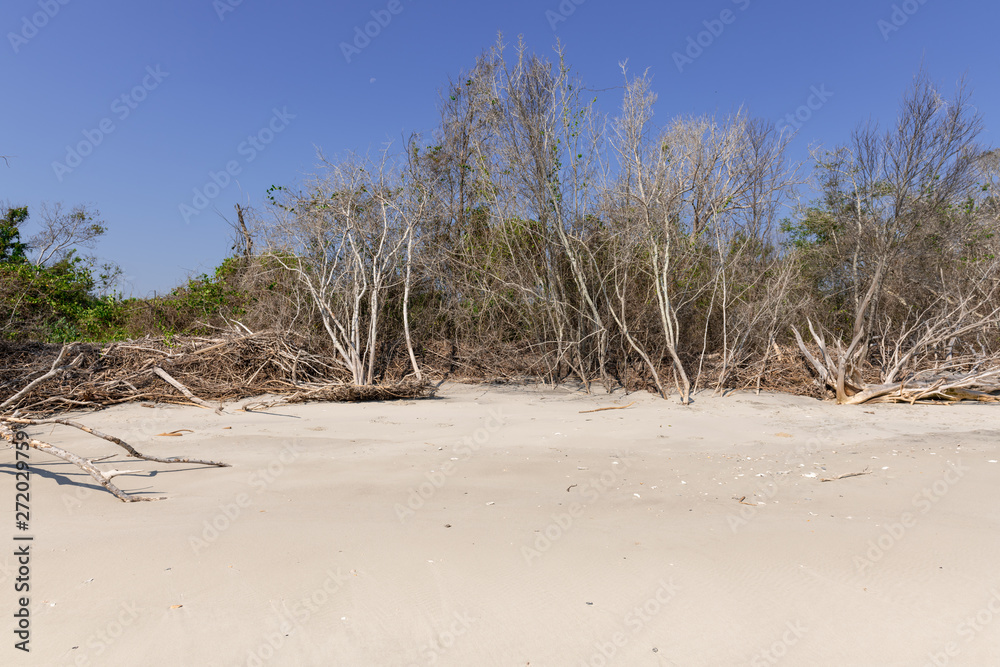 Coastal erosion due to rising sea levels leaves dead tree stumps and driftwood at Hunting Island State Park in South Carolina, United States. Coastal erosion due to rising sea levels leaves dead tree stumps and driftwood at Hunting Island State Park in South Carolina, United States.