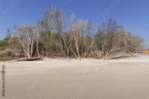 Coastal erosion due to rising sea levels leaves dead tree stumps and driftwood at Hunting Island State Park in South Carolina  United States.
