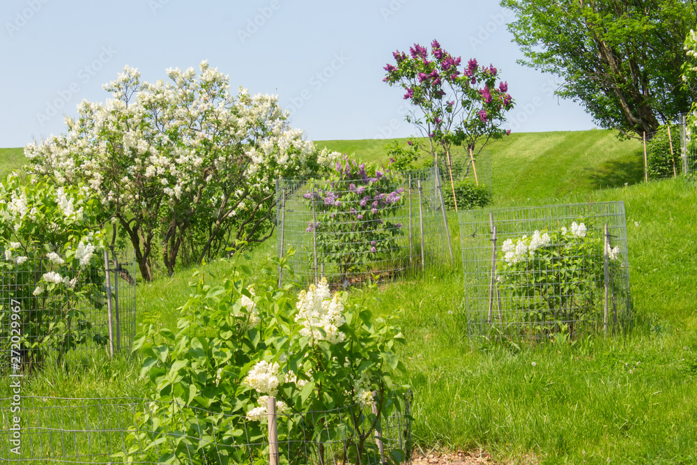 Lilac Bushes on a Hill