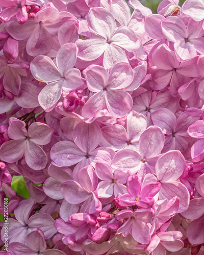 Closeup of Pink Lilac Petals
