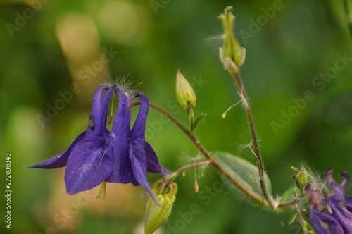 Aquilegia flowers and buds