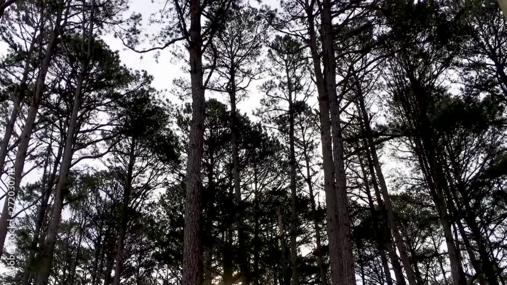 A time-lapse shot of sun rays through trees in Arkansas USA. A time-lapse shot of sun rays through trees in Arkansas USA.