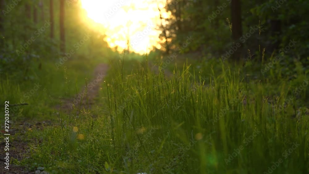 Forest path during sunset sun