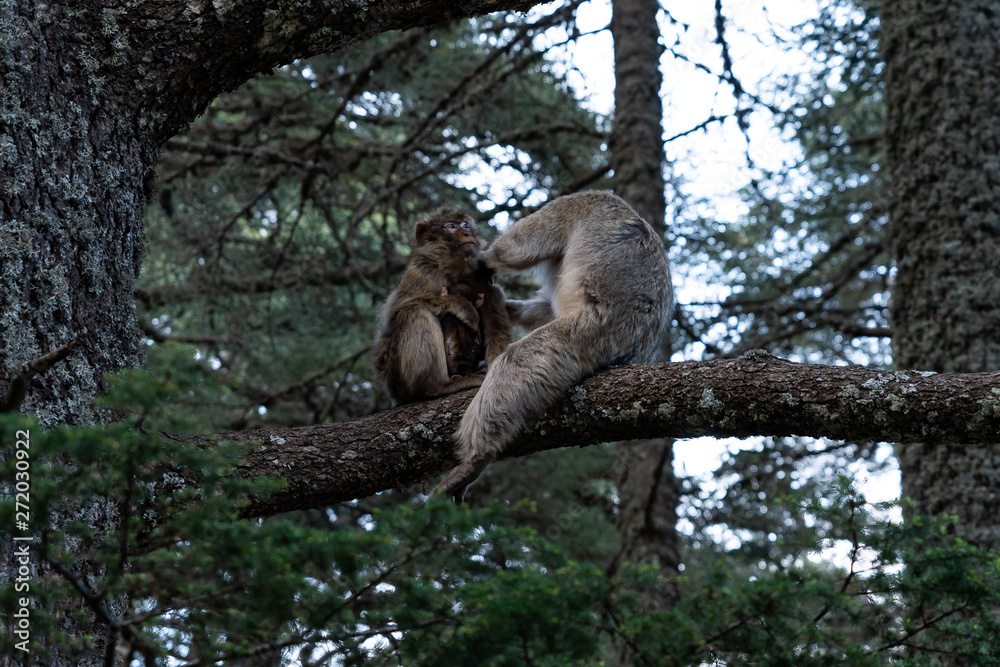 Obraz premium Monkeys on trees in Azrou, Morocco