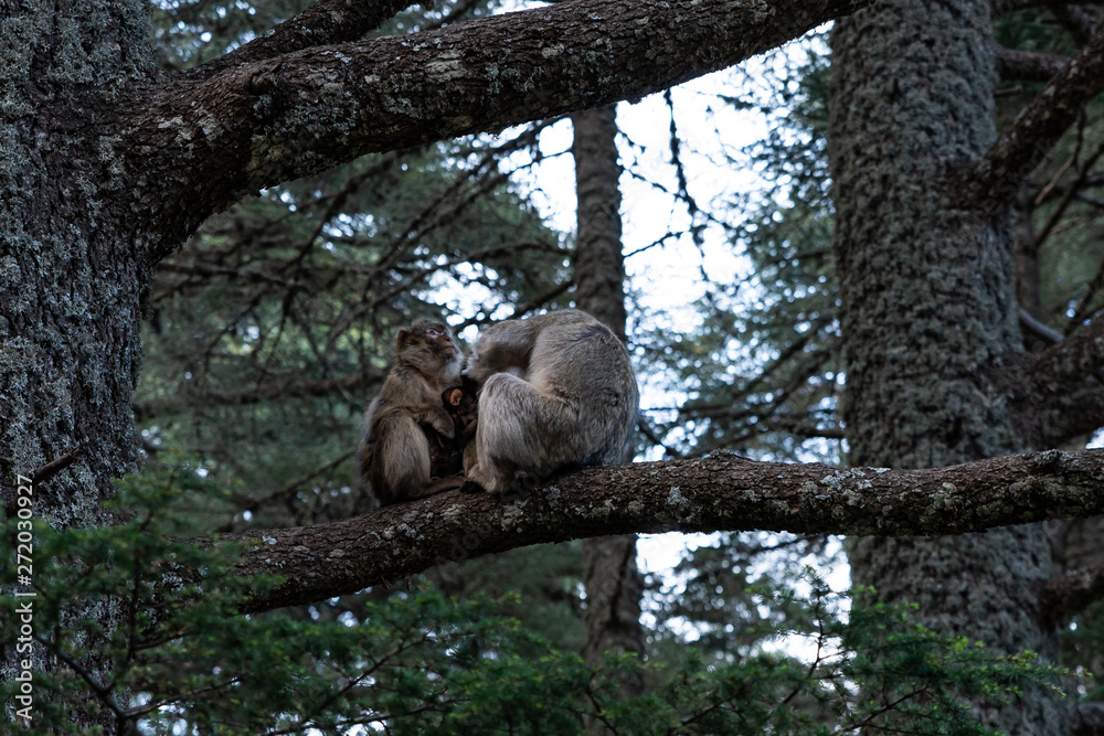 Obraz premium Monkeys on trees in Azrou, Morocco
