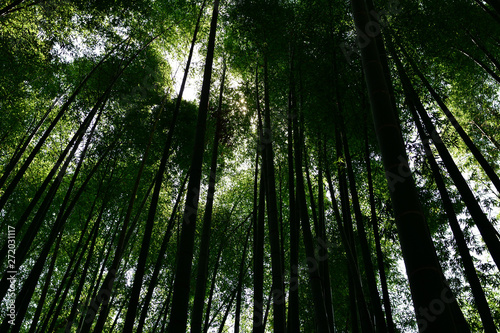 trees in the forest