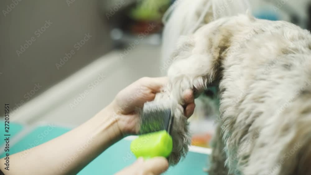 Dog's leg being dematted at dog salon Dog's leg being dematted at dog salon
