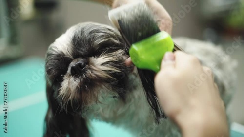 Cute shih tzu puppy doesn't like the ear brushing photo