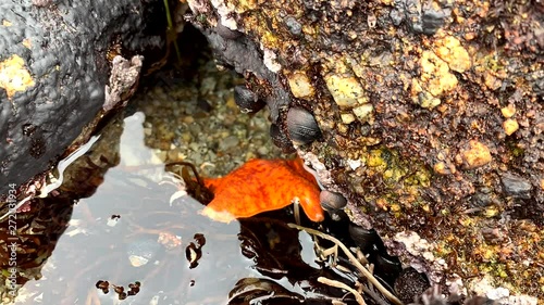 Bright orange starfish with red spots crawling away and finding cover under the rocks in an active ocean tide pool. photo