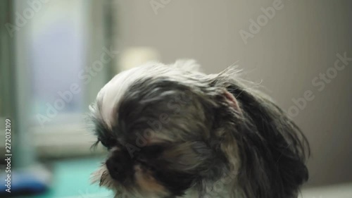 Cute shitzu puppy getting a haircut at dog salon photo
