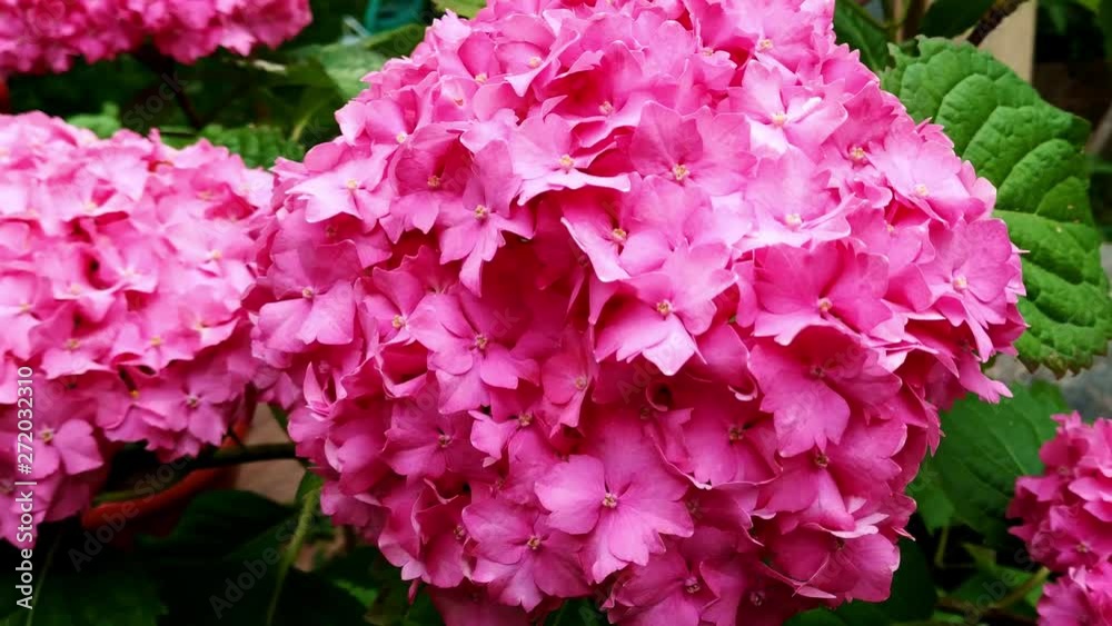 Close up of big pink hydrangea or hortensia bloomed flower blossoms. Close up of big pink hydrangea or hortensia bloomed flower blossoms.