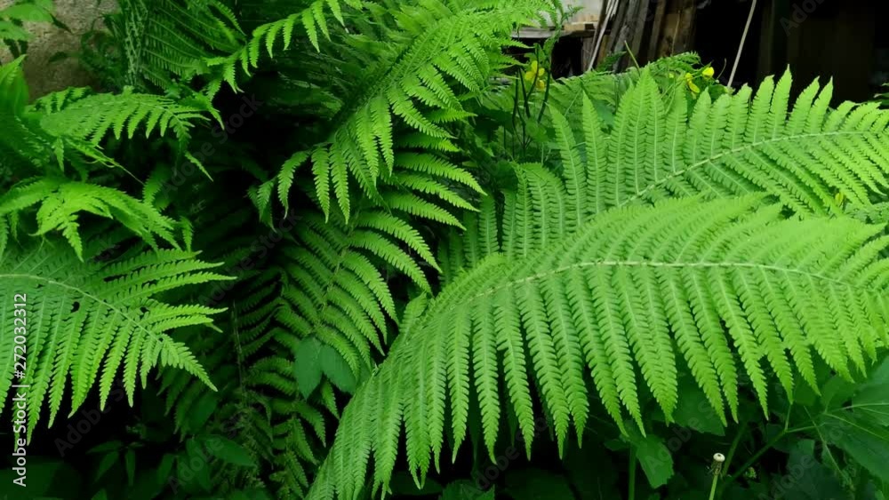 Fern plant belonging in the Polypodiopsida class and Tracheophytes kingdom. Fern plant belonging in the Polypodiopsida class and Tracheophytes kingdom.