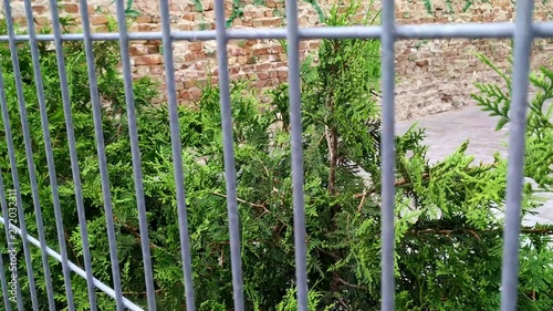 Green thuja trees aligned for garden decoration behind a metal fence outside. photo