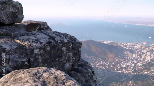 A wide shot of a single Hyrax (Rock Rabbit or Dassie) on a rocky ledge on Table Mountain overlooking the city of Cape Town, South Africa. photo
