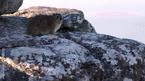 A lone Hyrax (Rock Rabbit or Dassie) sits on a rocky outcrop on Table Mountain in Cape Town, South Africa.