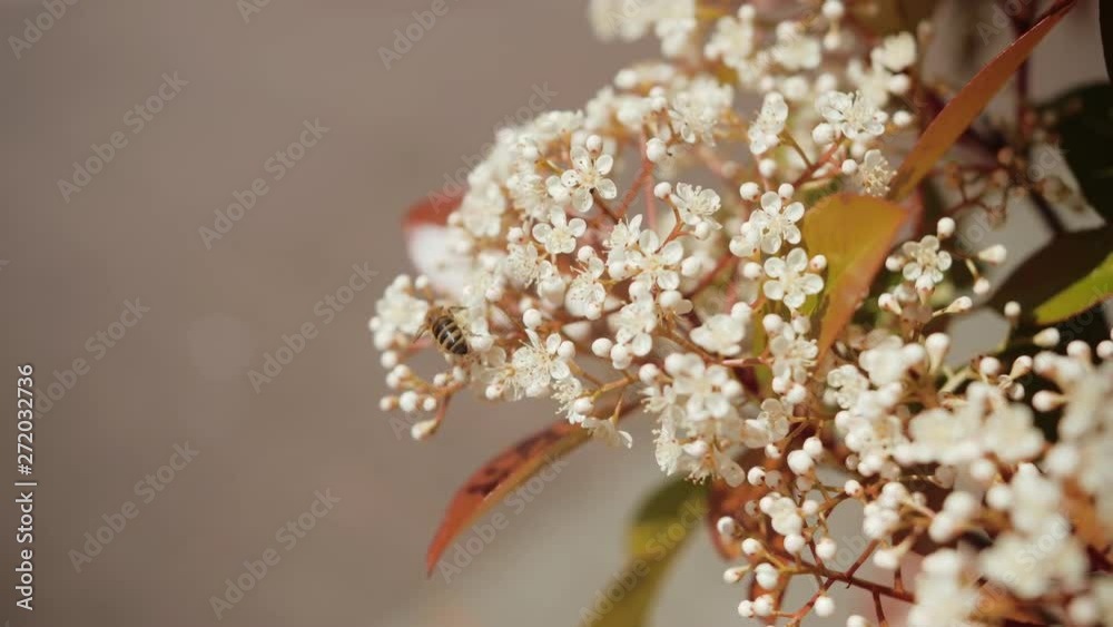 Closeup shot of a honey bee collecting pollen from an elderflower in spring. Closeup shot of a honey bee collecting pollen from an elderflower in spring.