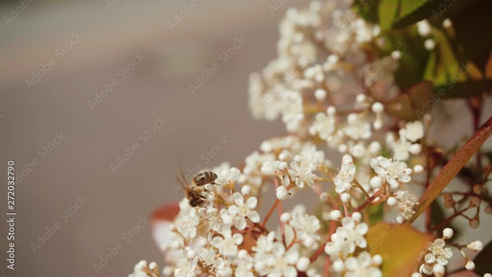 Closeup shot of a honeybee collecting pollen from an elderflower in spring. Closeup shot of a honeybee collecting pollen from an elderflower in spring.