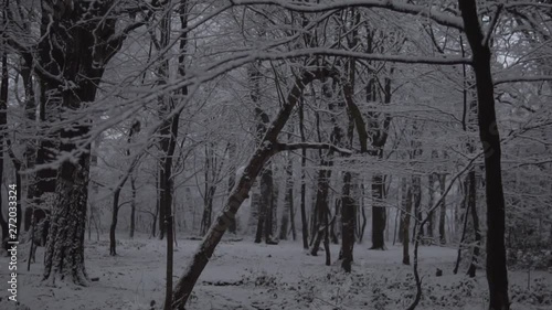 Snow day in the woods on a winters day photo