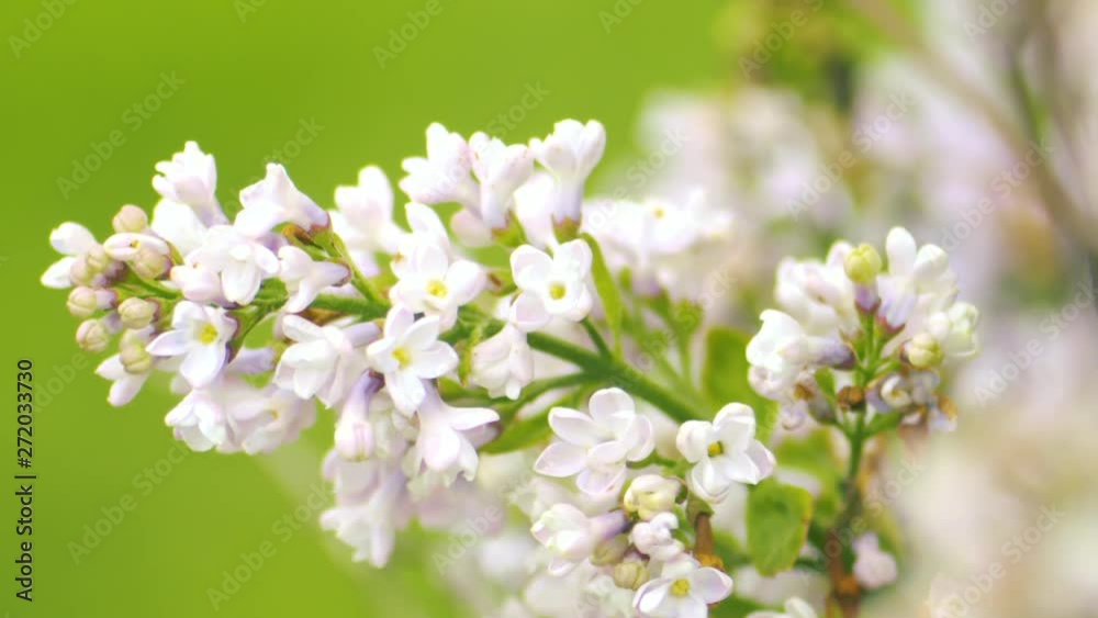 Gorgeous close up of a branch covered in lilac flowers in full spring bloom Gorgeous close up of a branch covered in lilac flowers in full spring bloom