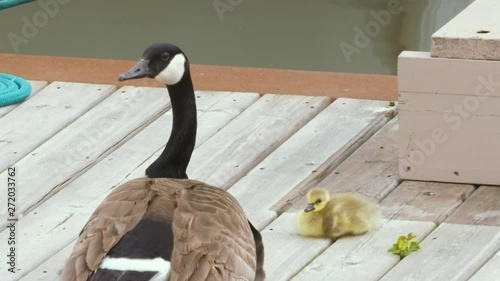 A proud mother goose sits on a dock dutifully guarding her baby gosling photo