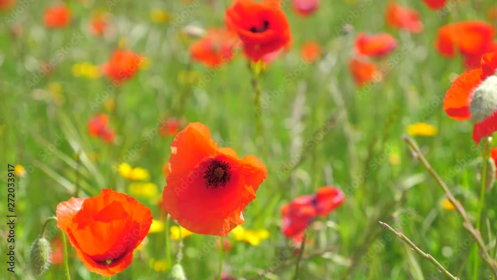 Shot of meadow full of poppies. Sunny, windy day of summer. Shot of meadow full of poppies. Sunny, windy day of summer.