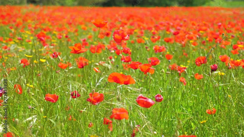 Shot of meadow full of poppies. Sunny, windy day of summer. Shot of meadow full of poppies. Sunny, windy day of summer.