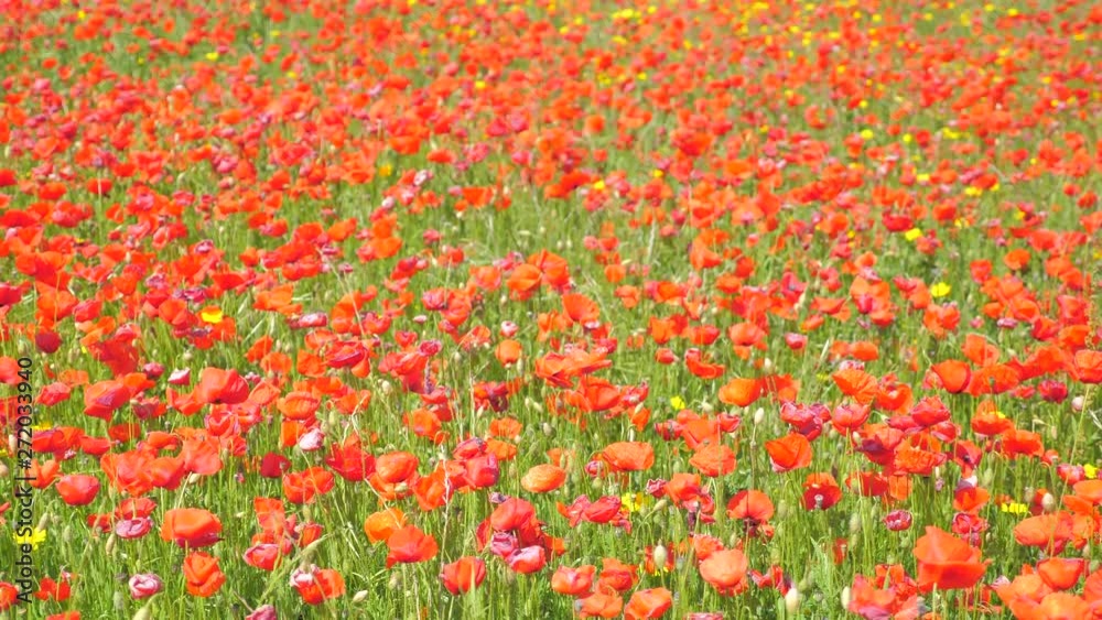 Slow motion shot of meadow full of poppies. Sunny, windy day of summer. Slow motion shot of meadow full of poppies. Sunny, windy day of summer.