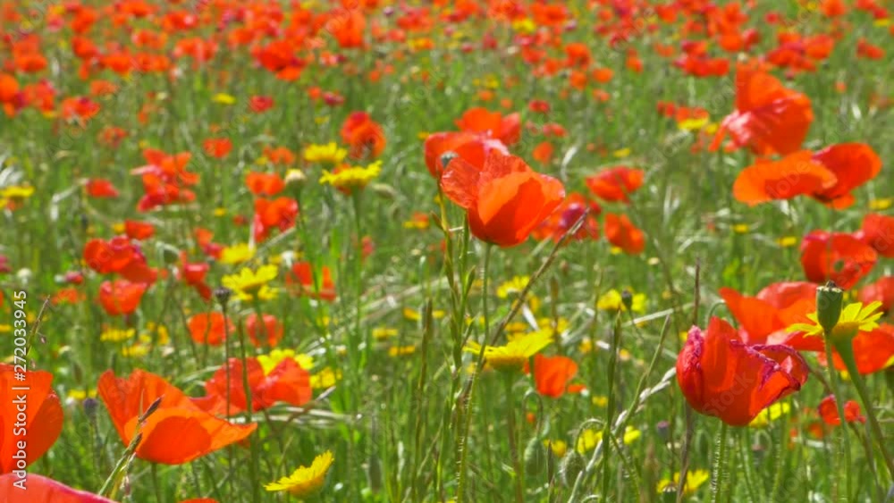 Slow motion shot of meadow full of poppies. Sunny, windy day of summer. Slow motion shot of meadow full of poppies. Sunny, windy day of summer.