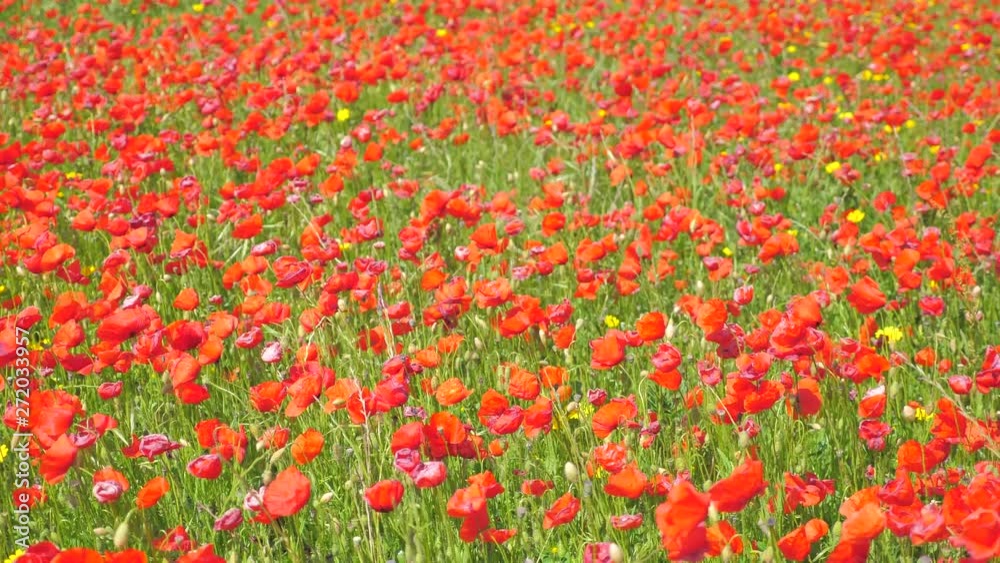Shot of meadow full of poppies. Sunny, windy day of summer. Shot of meadow full of poppies. Sunny, windy day of summer.