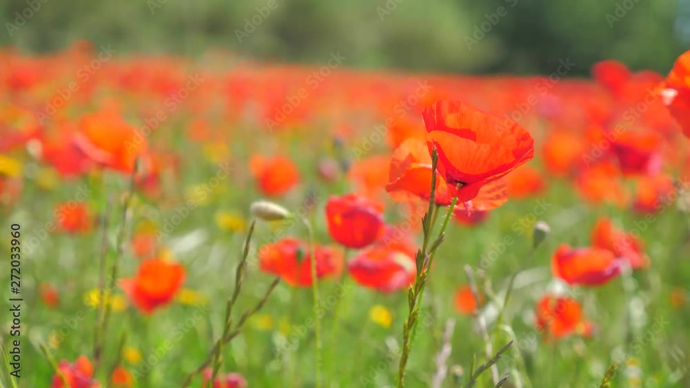 Shot of meadow full of poppies. Sunny, windy day of summer. Shot of meadow full of poppies. Sunny, windy day of summer.