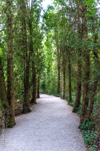 Pathway through the forest