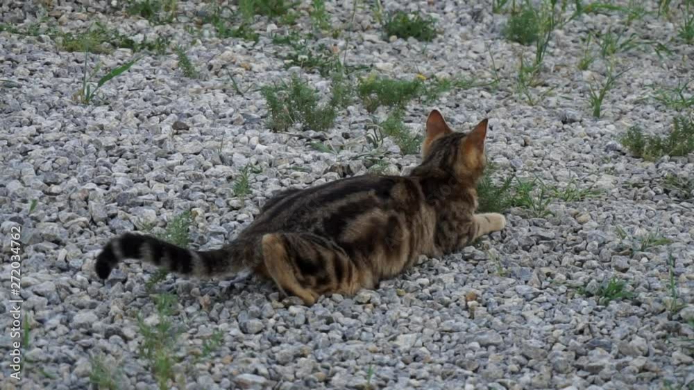 a domestic cat trying to hunt, in the garden of cat hunt attack position, a domestic cat trying to hunt, in the garden of cat hunt attack position,