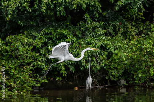 White heron, Ardea alba, having as background, a large pink stone, on the edge of the lagoon of Piratininga, Niterói, Rio de Janeiro, Brazil. photo