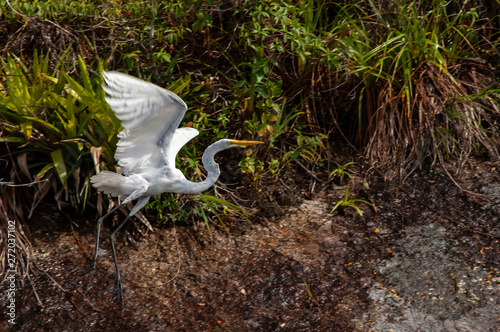 White heron, Ardea alba, having as background, a large pink stone, on the edge of the lagoon of Piratininga, Niterói, Rio de Janeiro, Brazil. photo