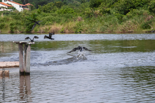 Nannopterum brasilianus, the bird diving, lives of its fishing, in the lagoon of Piratininga, Niterói, Rio de Janeiro, Brazil. photo