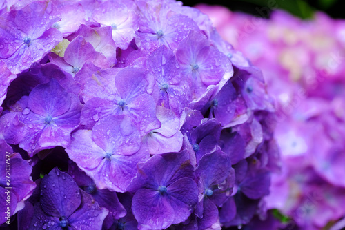 Fototapeta Naklejka Na Ścianę i Meble -  hydrangea flower on rainy day
