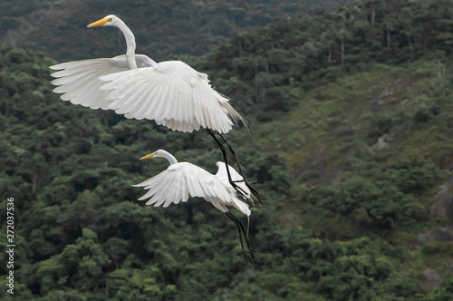 White heron, Ardea alba, having as background, a large pink stone, on the edge of the lagoon of Piratininga, Niterói, Rio de Janeiro, Brazil. photo