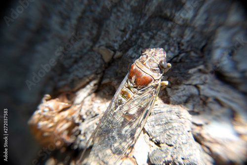 macro cicada and cicada molting insect stic on tree