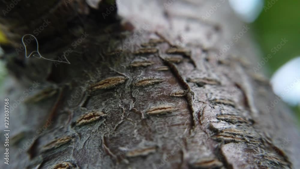 A close up shot of tree bark on the trunk of a peach tree.  Visible leaves and sticks are shown.