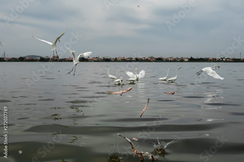 Groups of herons (Ardea alba) and diving bird (Nannopterum brasilianus) live together while fishing, feeding and resting in the lagoon of Piratininga, part of the tropical forest,Brazil. photo