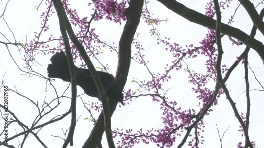 Looking up at a blackbird in a vibrant, pink tree as he flies away
