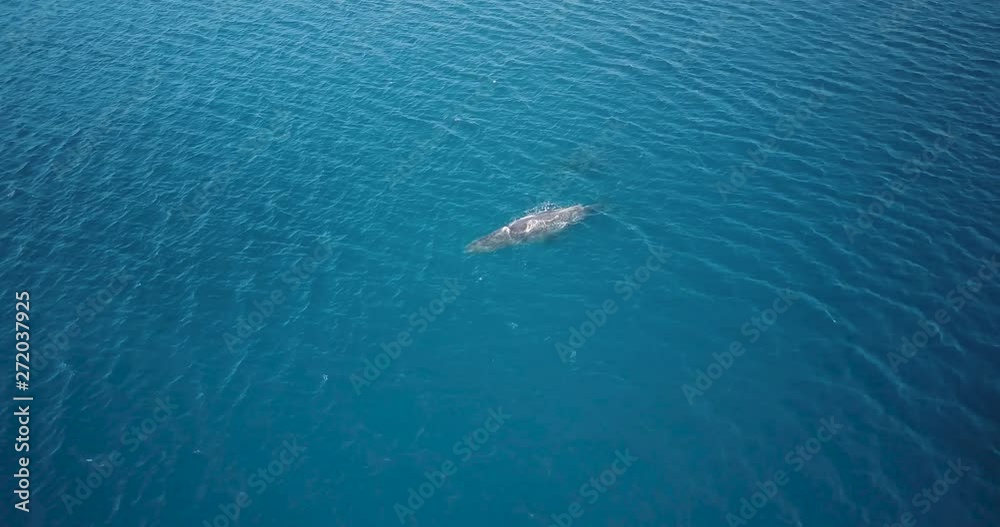 Flying high above humpback whale resting in rippling blue ocean, Tonga Flying high above humpback whale resting in rippling blue ocean, Tonga